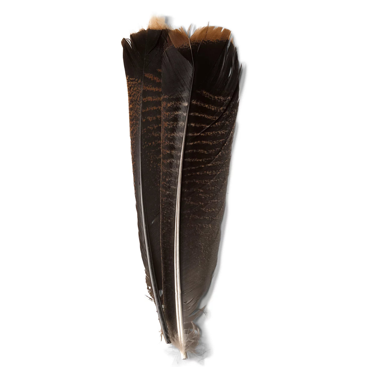Orvis Exclusive | Mottled Turkey Feathers