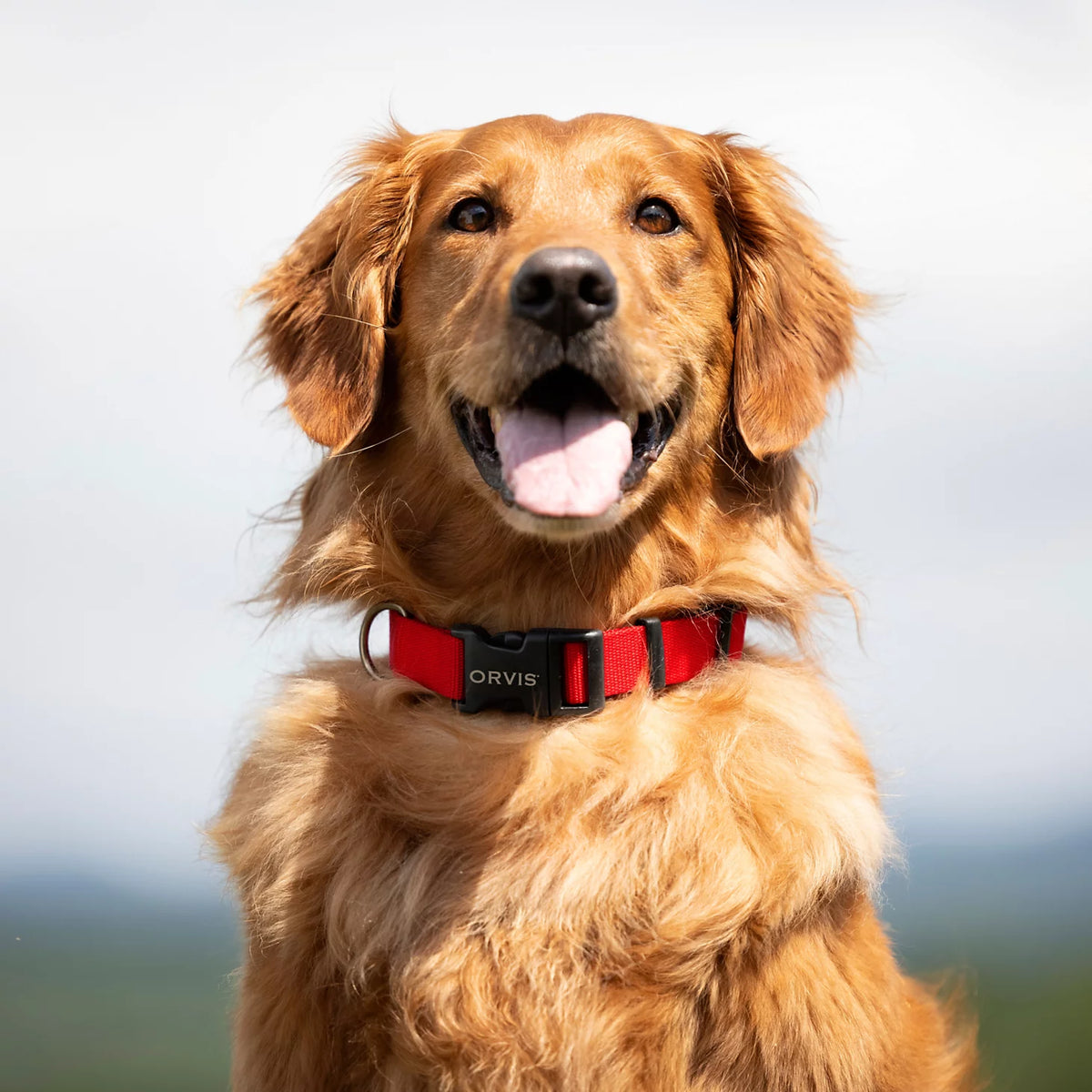 Orvis Best Price | Personalized Side-Release Buckle Collar