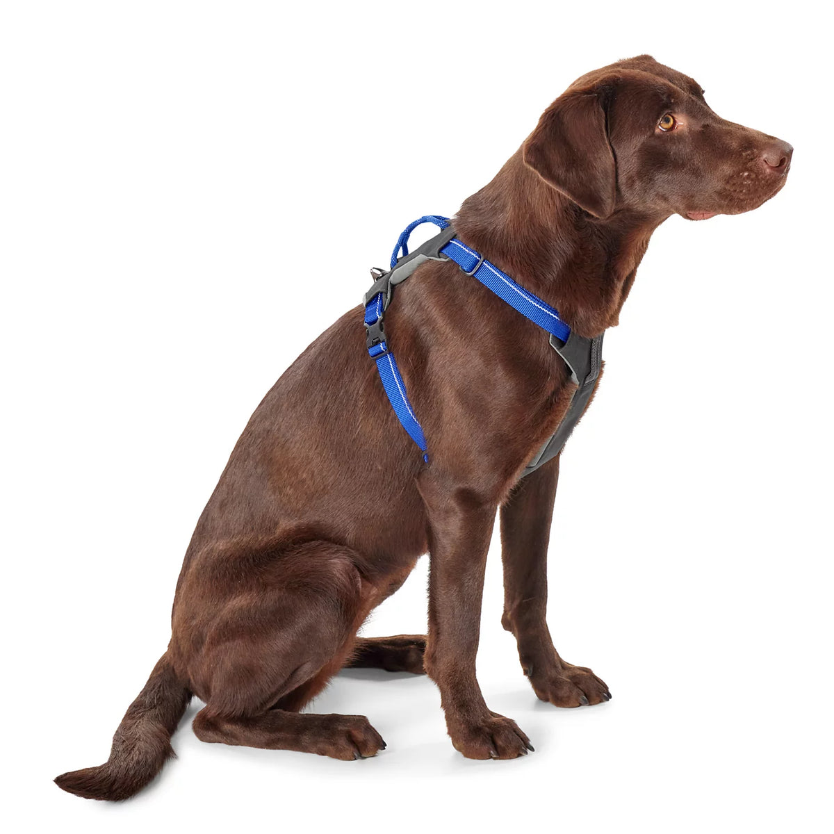 Orvis Recommended | Tough Trail® Four-Point Dog Harness