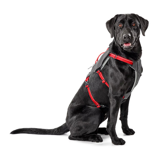 Orvis Hot Sale | Tough Trail® Six-Point Dog Harness