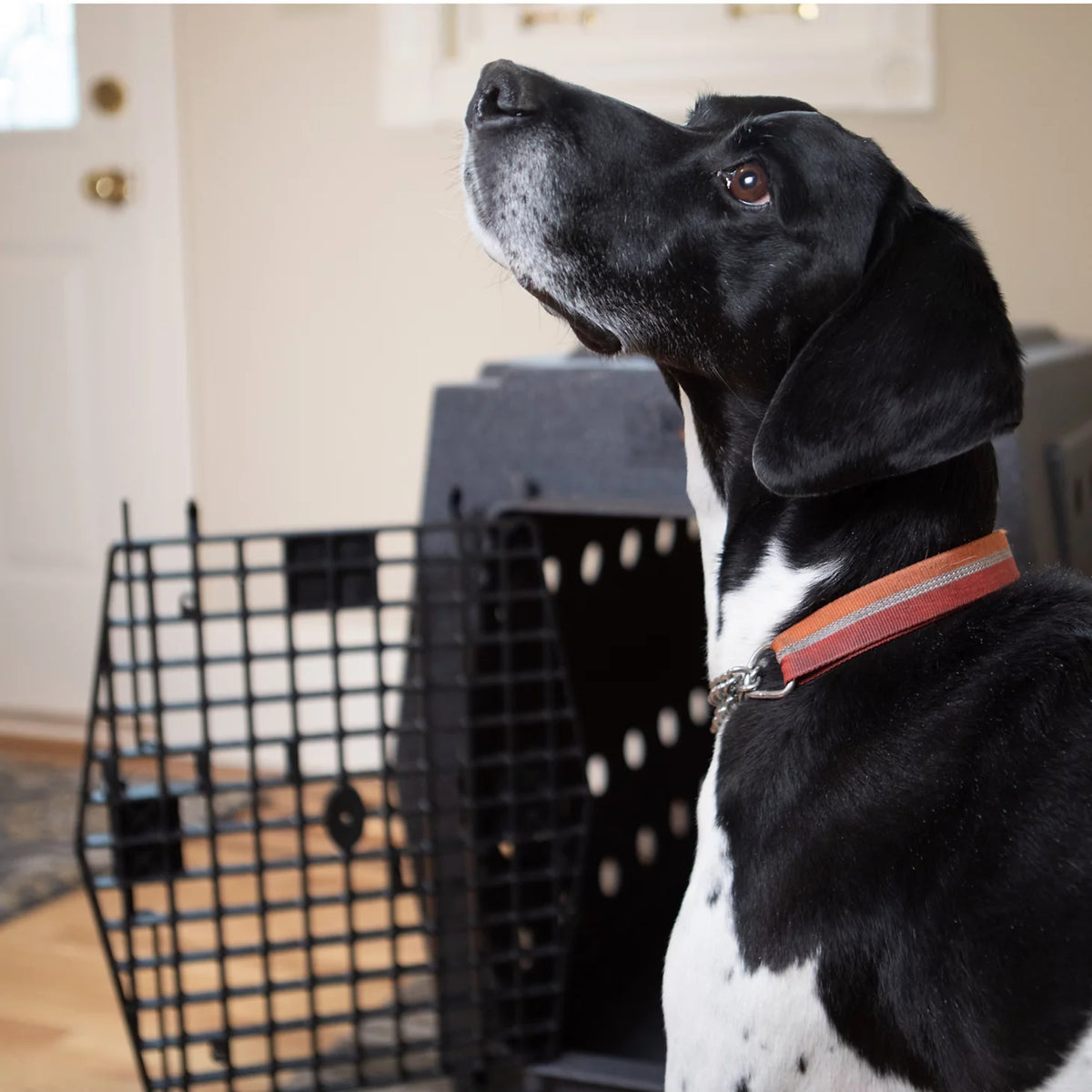 Orvis Premium | Ruff Land™ Performance Dog Kennel