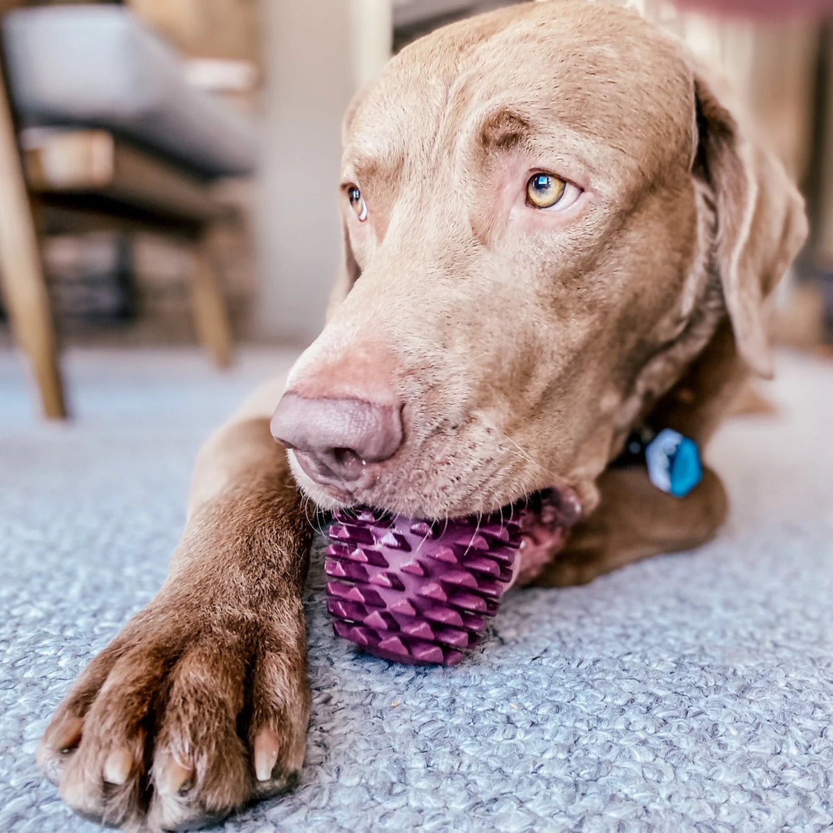 Orvis Everyday | Pinecone Reward Dog Toy