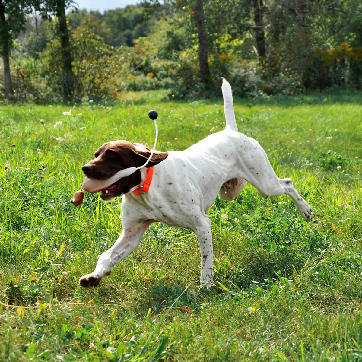 Orvis Exclusive | Game-Bird Training Dummy