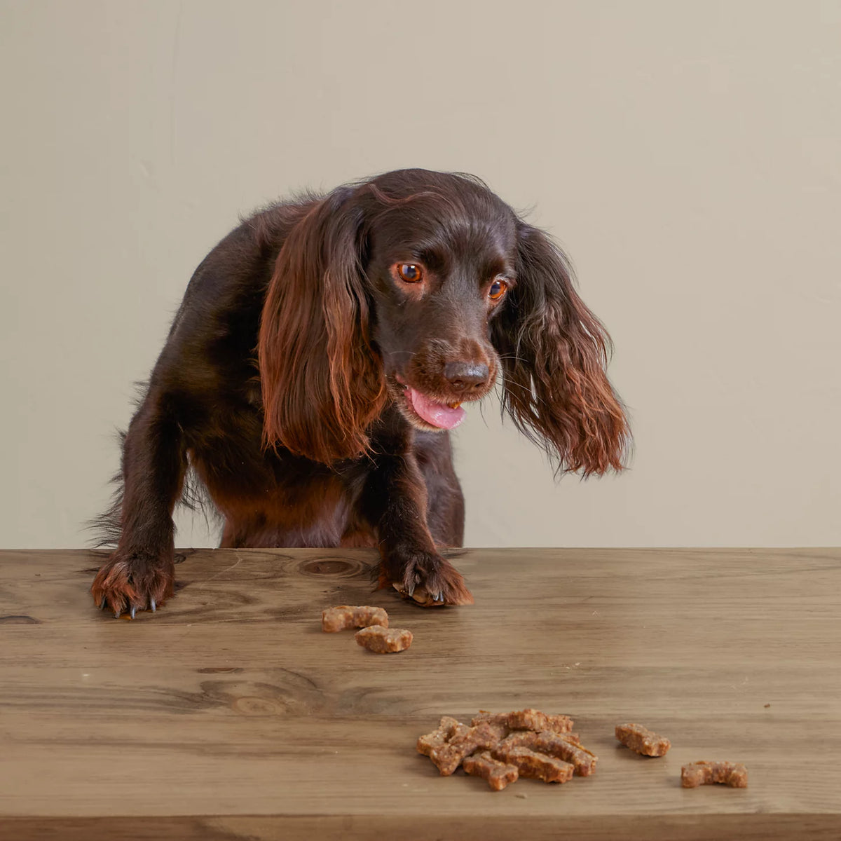 Orvis Discount | Polkadog Green Monstah Bones