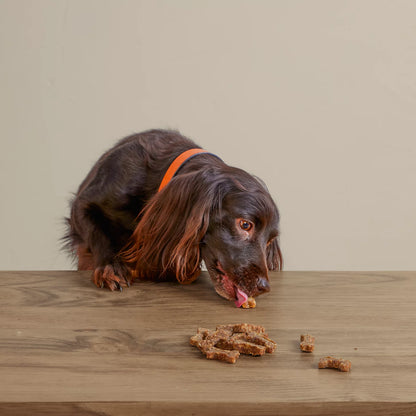 Orvis Discount | Polkadog Green Monstah Bones