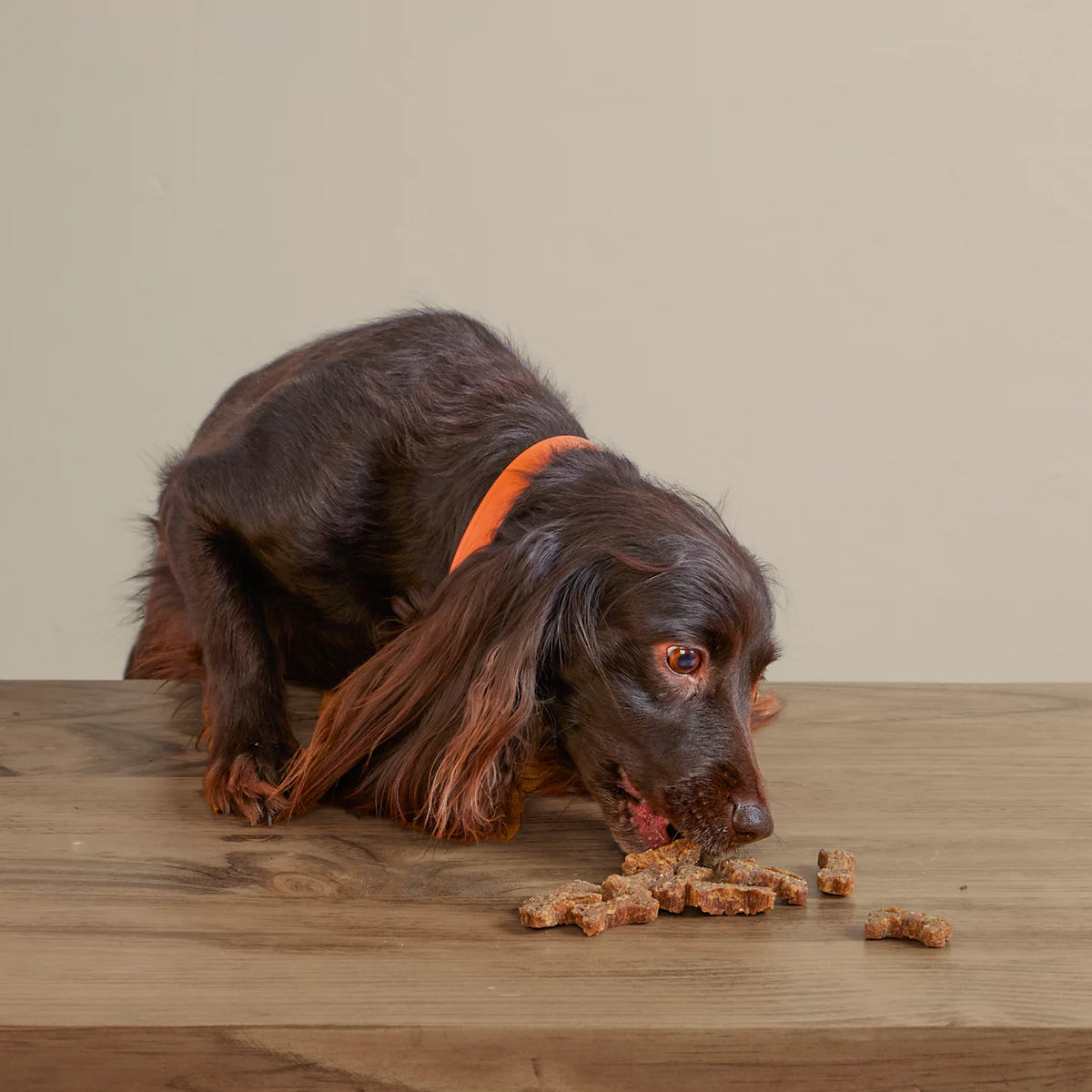 Orvis Discount | Polkadog Green Monstah Bones