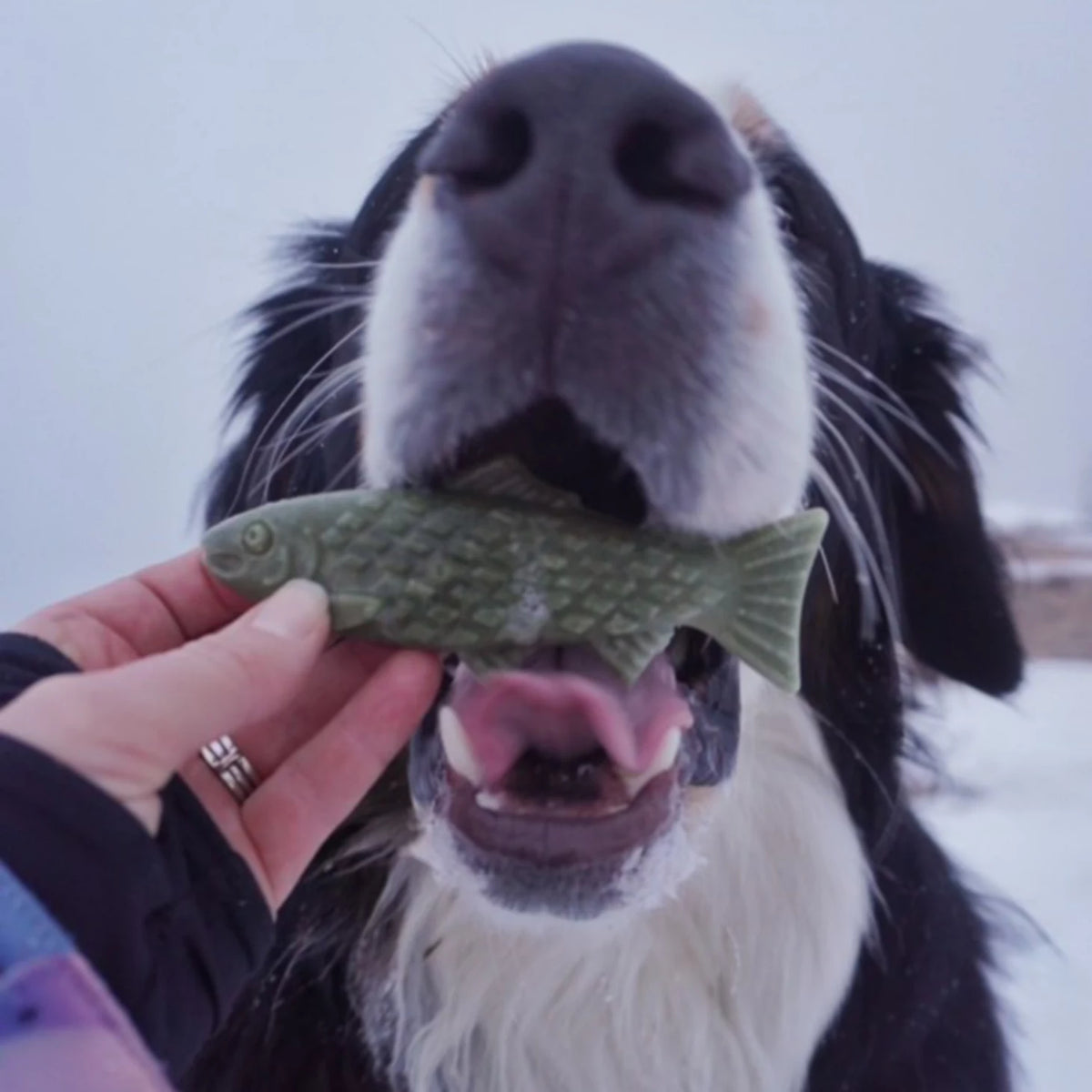Orvis Deals | Breedwise Trophy™ Dog Dental Chews