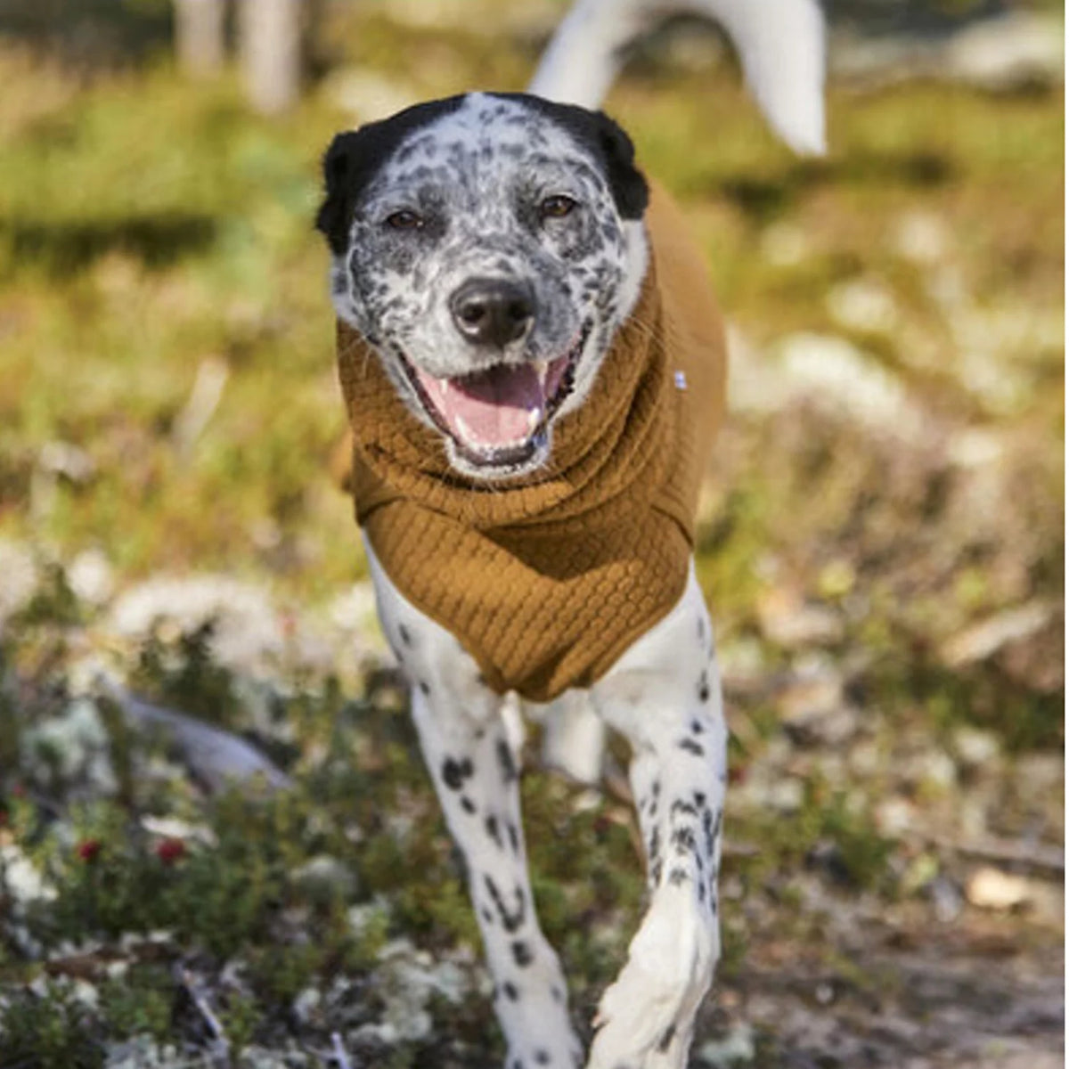 Orvis Popular | Hurtta Warming Midlayer Eco Dog Jacket